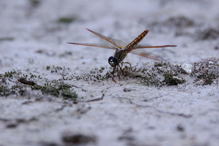 Dragonfly on the groundの写真素材