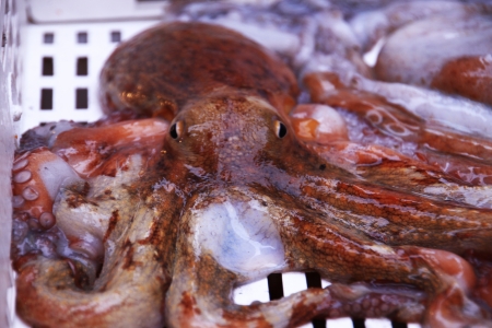 octopusの写真素材