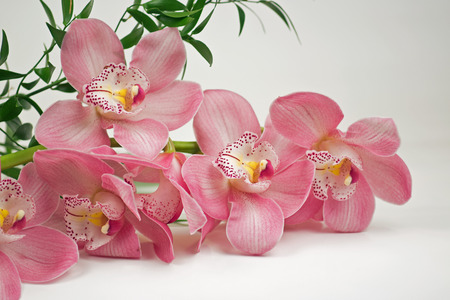 Pink orchid on white backgroundの写真素材