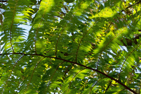 Tree fern at a rain forest, Reunion Island
