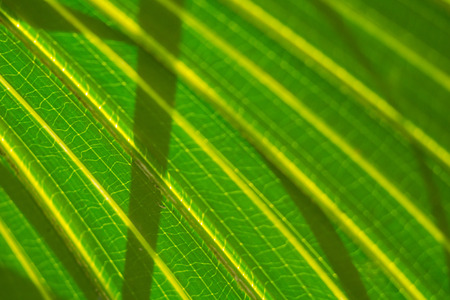 Tropical palm leaves, La Reunion Island