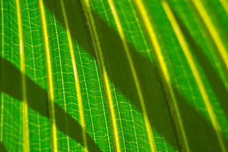 Tropical palm leaves, La Reunion Island