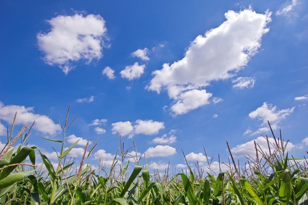 Clouds above the corn fieldの写真素材