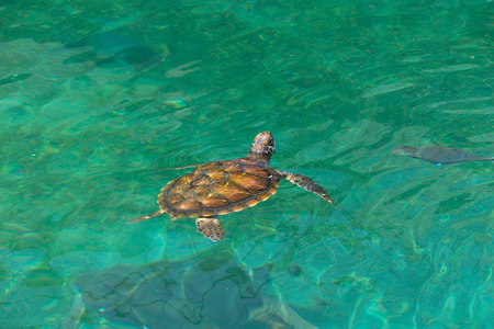 Sea Turtle swim in water at Reunion islandの写真素材