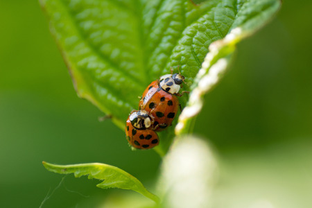 Red ladybug  Coccinella septempunctata  on the leafの写真素材