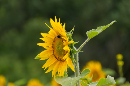 Beautiful sunflower close up with bumblebeeの写真素材