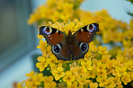Butterfly on a yellow flowerの写真素材