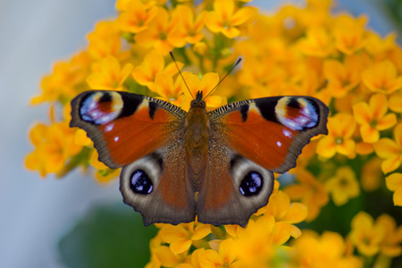 Butterfly on a yellow flowerの写真素材