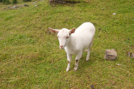 Goat on the Mountainの写真素材