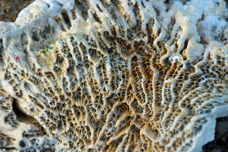 Coral in front of the Indian Oceanの写真素材