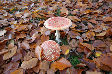 Fly agaric in the leavesの写真素材