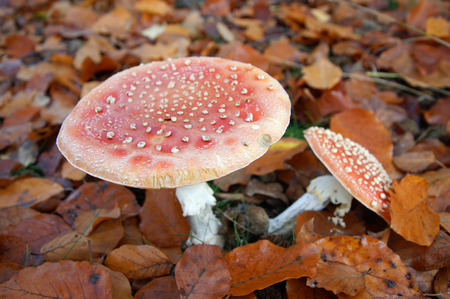 Fly agaric in the leavesの写真素材