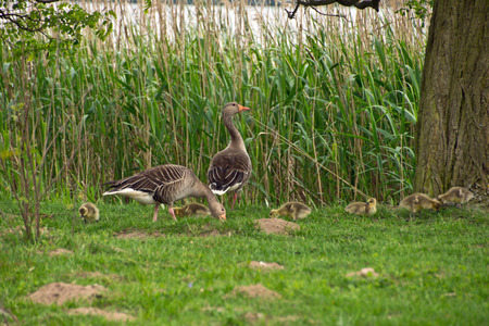 Goose fits your chick onの写真素材