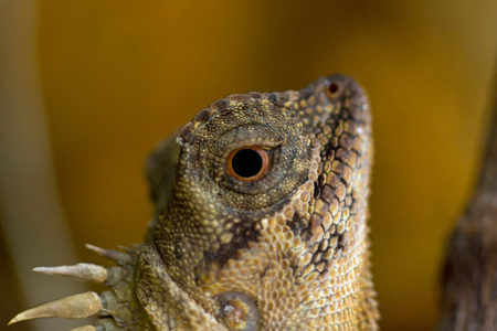 Lizard on a branch, Acanthosaura