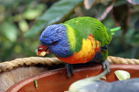 Colorful Rainbow Lorikeet in Tenerifeの写真素材