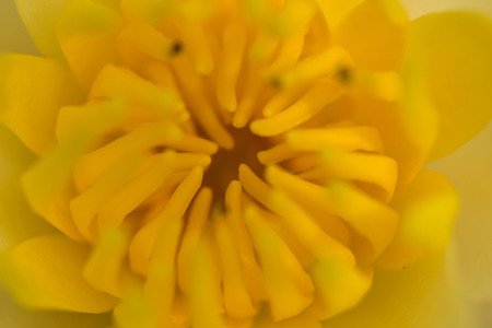Close up of yellow water lily bloomingの写真素材