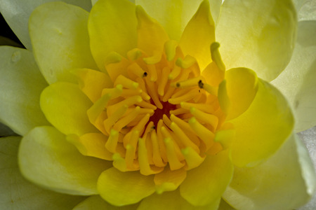 Close up of yellow water lily bloomingの写真素材