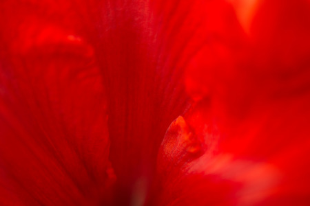 Macro from a red Amaryllis, placed out of focusの写真素材
