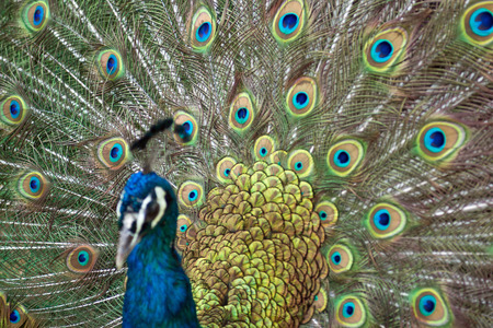 Peacockの写真素材