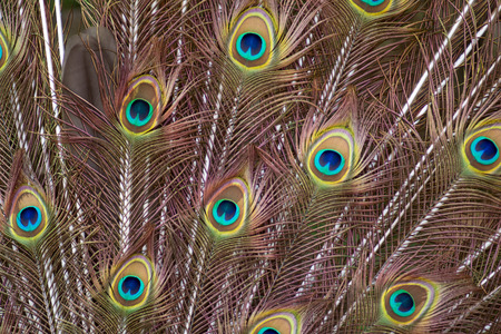 Beautiful patterns of a peacock