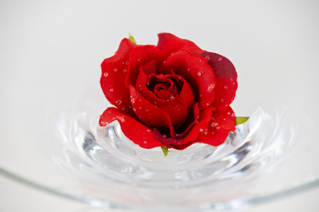 Red rose on a glass bowlの写真素材