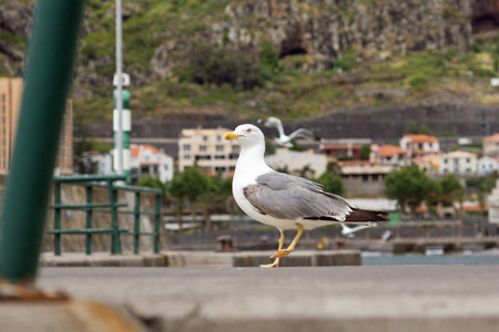 Seagull Portraitの写真素材
