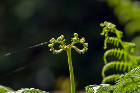 Abstract Fernの写真素材