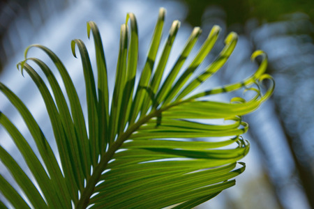 Leaves in sunlight