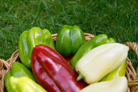 Fresh vegetablesの写真素材