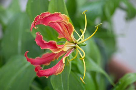 Gloriosa Superba or Climbing Lilyの写真素材