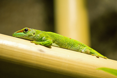 Lizard on bambooの写真素材