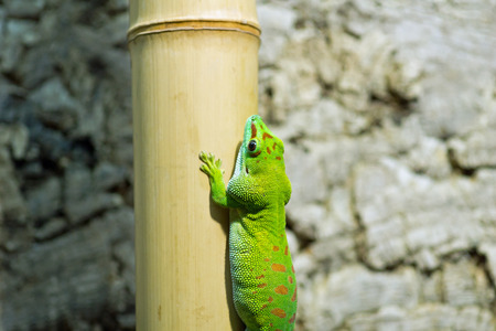 Lizard on bambooの写真素材