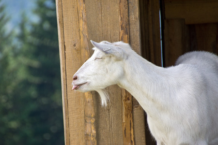 White goat on the Farmの写真素材