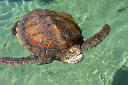 Sea Turtle swim in water at Reunion island