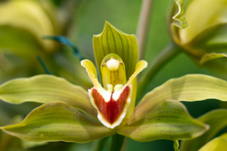 Close up of beautiful orchidの写真素材