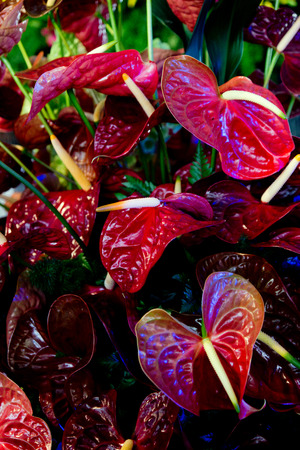 Red Anthurium, flamingo flowerの写真素材