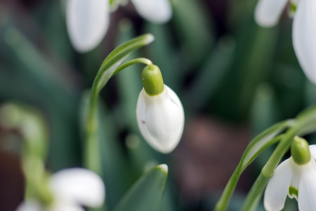 Fresh snowdrop flowers