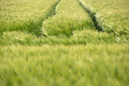 Green barley fieldの写真素材