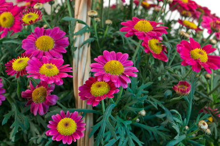 Red Margueritesの写真素材