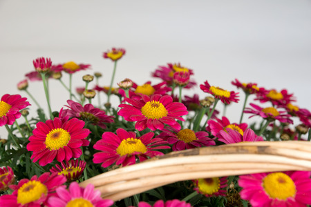 Red Margueritesの写真素材