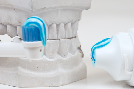 Dental mould on a white background