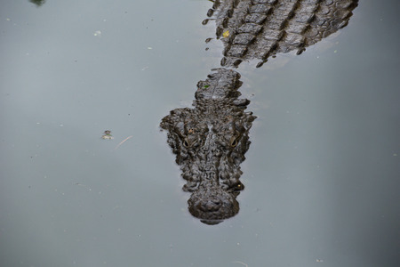 Crocodile in reunion islandの写真素材
