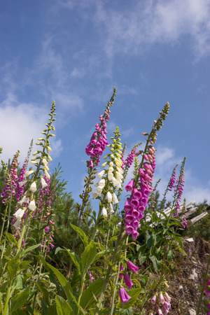 Foxglove, Digitalis against a blue sky with cloudsの写真素材