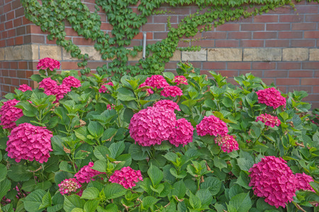 Beautiful hydrangeas in the garden