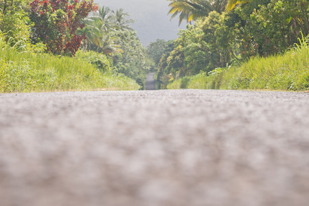 Palm trees by the roadside