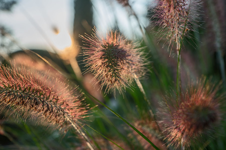 Pennisetum flower in sunset, Pennisetum alopecuroidesの写真素材