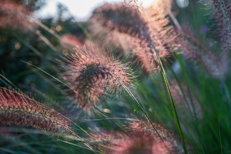 Pennisetum flower in sunset, Pennisetum alopecuroidesの写真素材