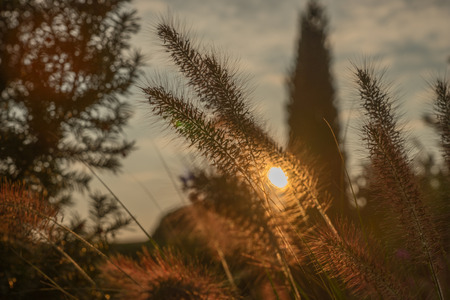 Pennisetum flower in sunset, Pennisetum alopecuroidesの写真素材