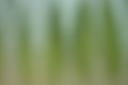 Green blurred background and sunlightの写真素材