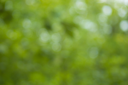 Green blurred background and sunlightの写真素材